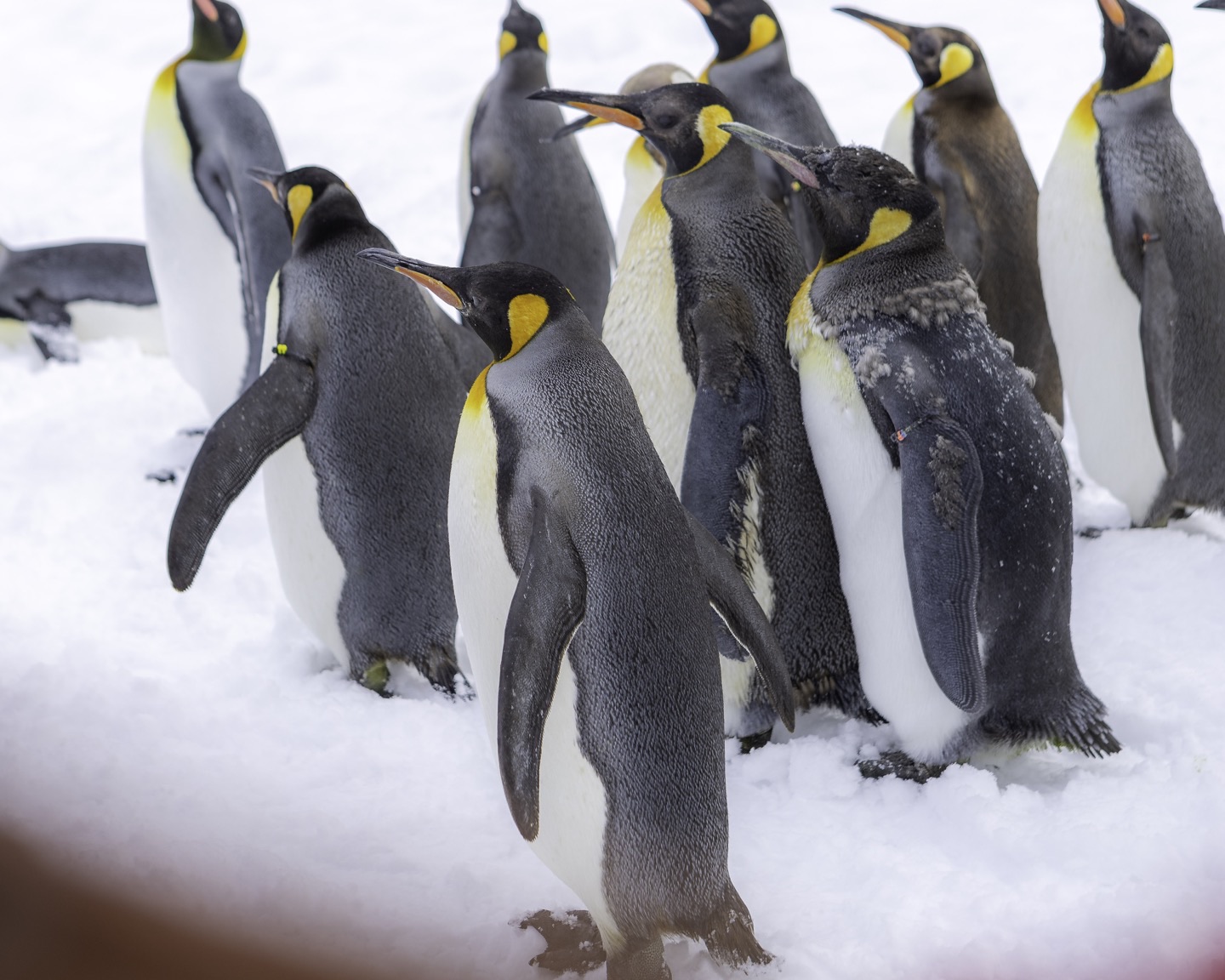 Penguins in snowy Hokkaido